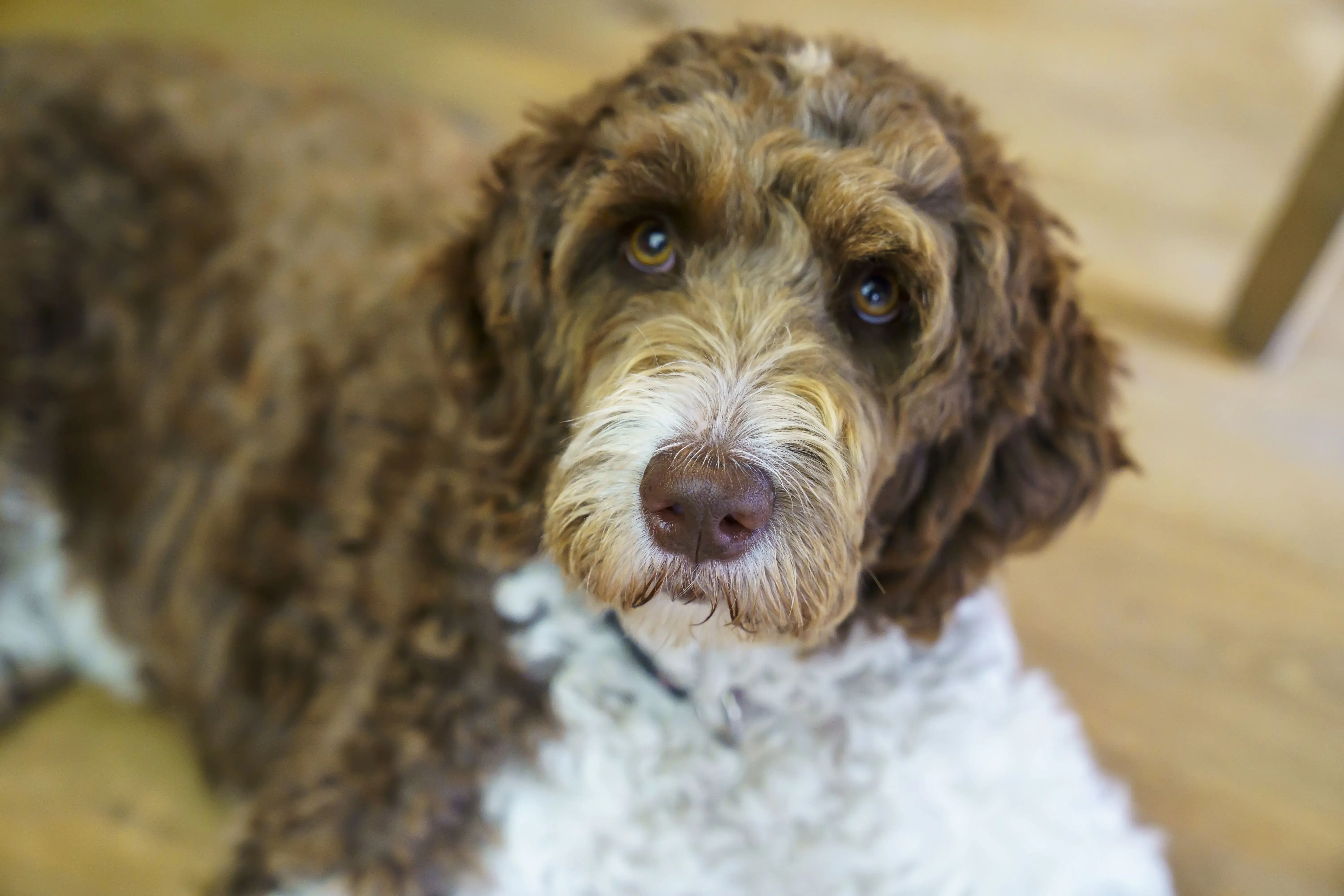Foto von dem Hund von Familie Luther